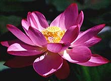 National Flower Lotus
