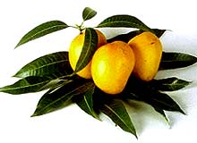 National on National Fruit Of India Indian National Fruit India National Fruit