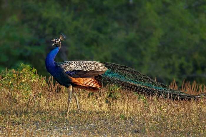 Essay on indian national bird peacock