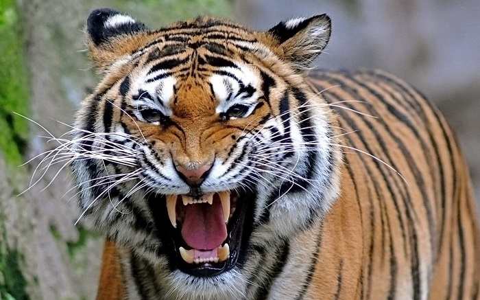 Short essay on tiger for class 1 Short essay on tiger for class 1 image