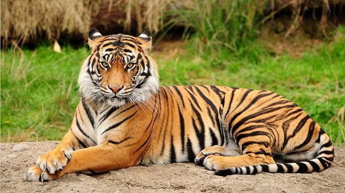 National Animal of India (Royal Bengal Tiger) - An Essay