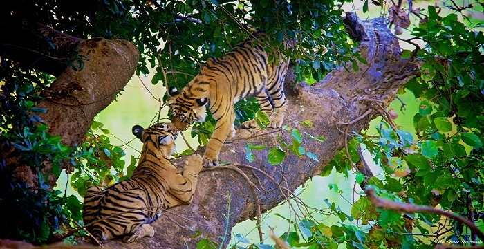 National Animal of India (Royal Bengal Tiger) - An Essay