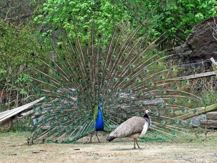 Featured image of post Tamil Kavithaigal Peacock Tamil Kavithai
