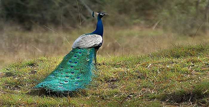 National Bird of India (Indian Peacock) - An Essay
