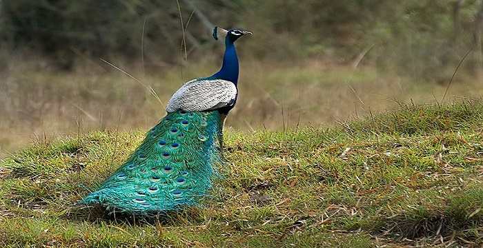 National Bird of India (Indian Peacock) - An Essay National Bird of India (Indian Peacock) - An Essay