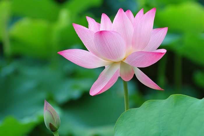 National Flower of India (Lotus) An Essay