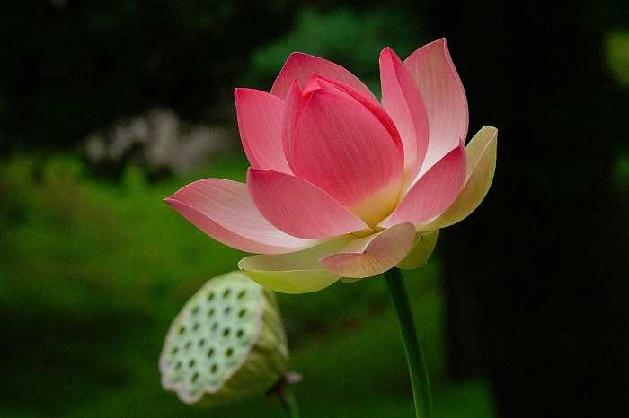 National Flower Of India Lotus An Essay