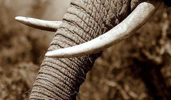 Update 79+ elephant tusk bracelet best - ceg.edu.vn